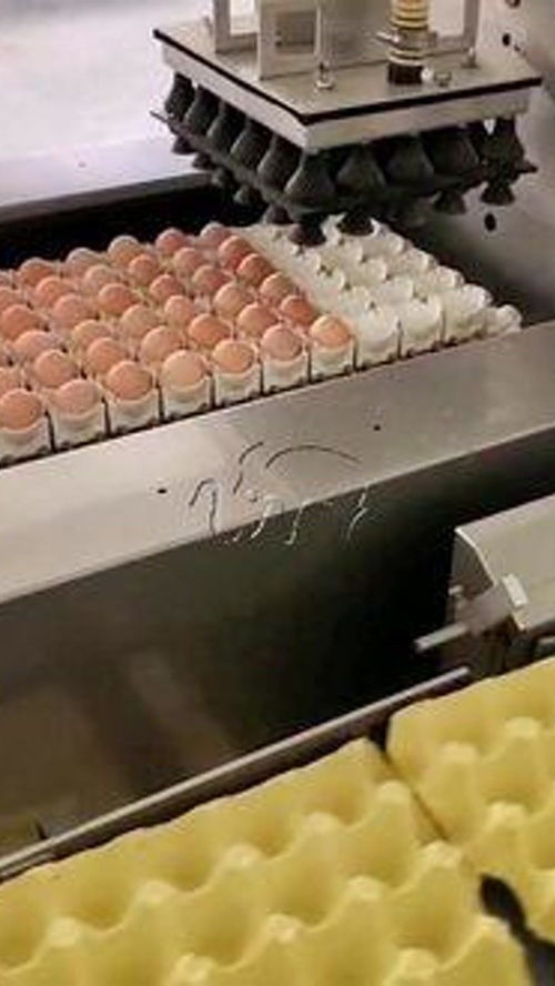 鸡蛋自动摆盘流水线 鸡蛋 养鸡厂 食品机械设备 自动化生产线
