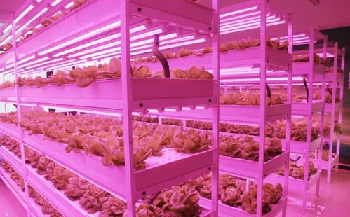 未来已来 植物工厂与麦秸画,科技与传统农业的创新融合