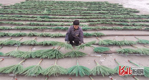 传统艺术与现代美颜 乐亭毛庄镇笤帚与麦秸画如何赚取外汇