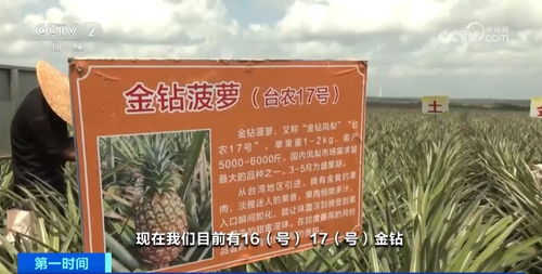 菠萝之乡 徐闻麦秸画与深加工产品的艺术与产业融合